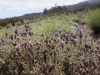 Maui_Ali'i Kula Lavender-3903